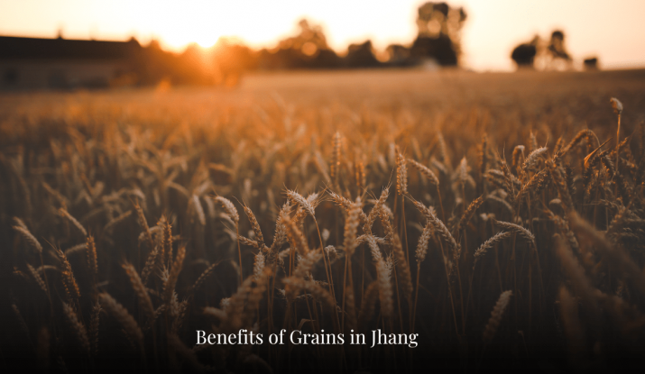 Benefits of Grains in Jhang