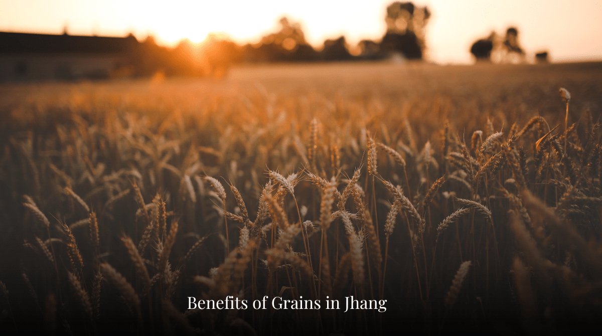 Benefits of Grains in Jhang